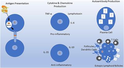 Anti-CD20 B Cell Treatment for Relapsing Multiple Sclerosis